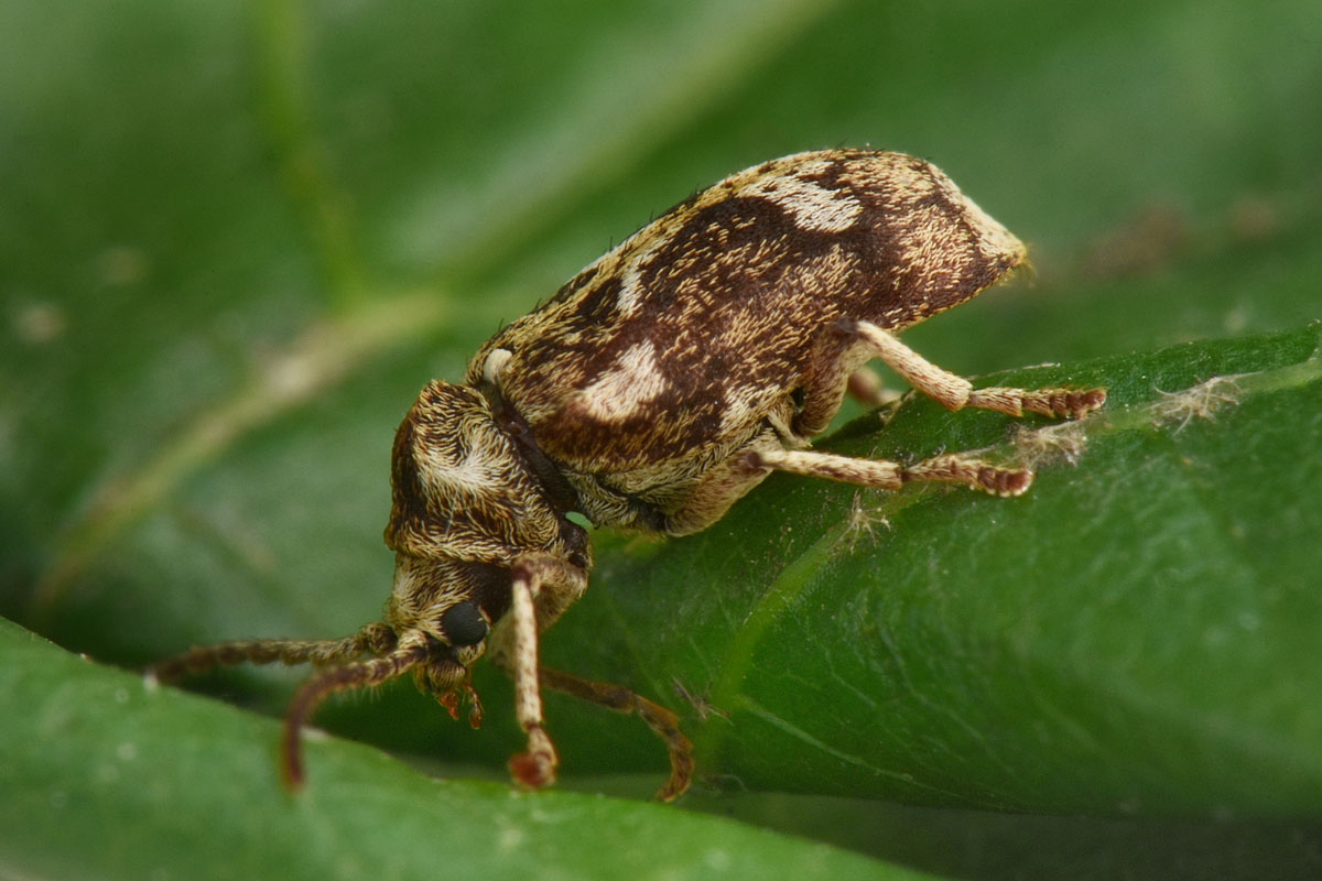 Anobiidae: Ptinomorphus imperialis? S.